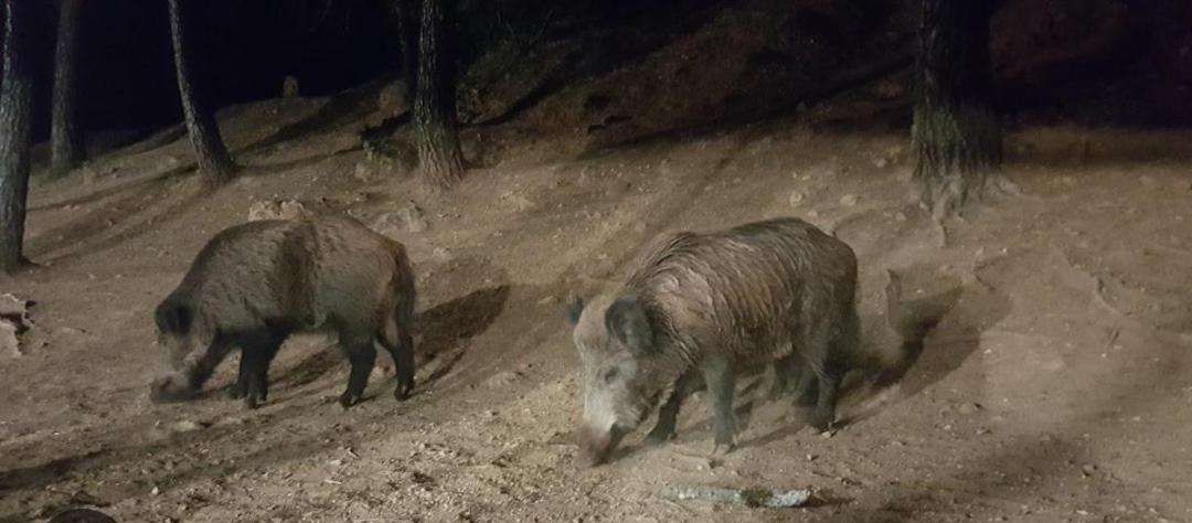 Апартаменти El Fresno Cazorla Кото-Ріос Екстер'єр фото